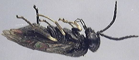 Caliroa varipes